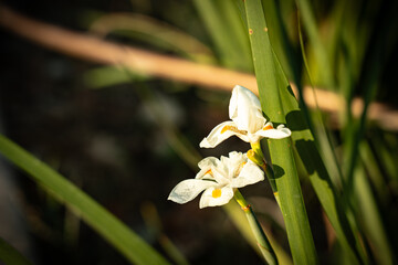 Fototapeta premium Waking up sunlight flowers dance