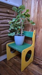 herbs in pots on the chair 