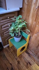 flower pot on the windowsill