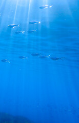 Light filtering down through blue water. Underwater sunlight in deep sea. Light viewed from blue abyss. Underwater sunlight shining deep with ripples on wave surface ocean ray, Under water background.