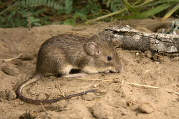 Mexican Spiny Pocket Mouse (Liomys irroratus)