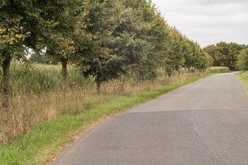 Country road winding through lush green landscape with trees and cornfield