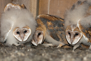 Barn Owl taken in south Texas