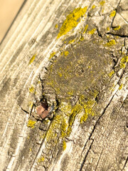 An old, mossy, weathered board with a knot
