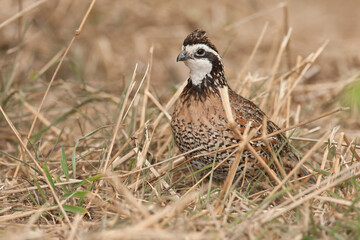 Northern Bobwhite male taken in central MN
