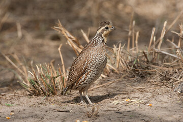 Northern Bobwhite Quail female