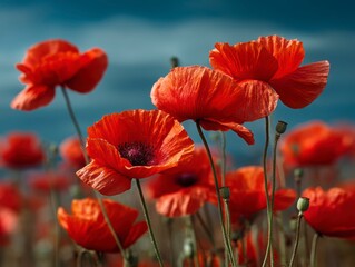Obraz premium Vibrant Red Poppy Flowers in a Scenic Natural Landscape Background