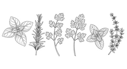 Botanical illustration of culinary herbs, linear drawing on white background