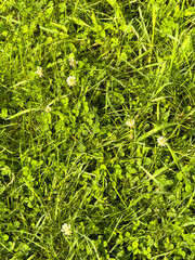 green grass background