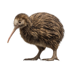 Brown kiwi bird standing isolated on transparent background