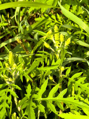 green leaves background