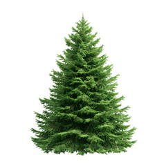 Undecorated Green Christmas Tree Ready for Holiday Ornaments
