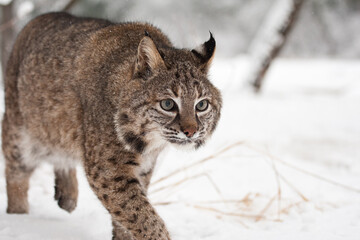 Bobcat stalking in snow, taken in central MN under controlled conditions