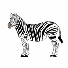 zebra isolated on white background