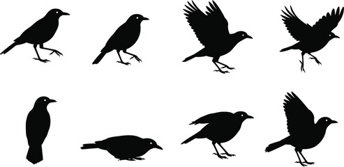Black Bird Silhouettes in Various Poses on Transparent Background