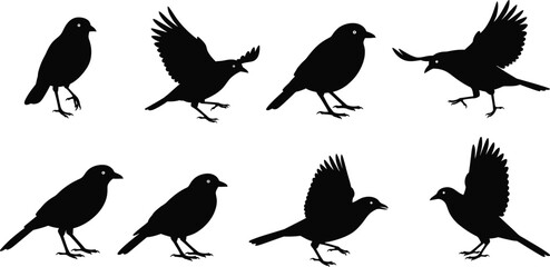 Fototapeta premium Collection of bird silhouettes in various poses on transparent background