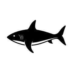 shark isolated on white