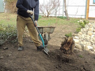gardener digs up an old sawn stump with a root system in a spring garden against the background of a fence and a wheelbarrow, cleaning old trees and stumps on the local area
