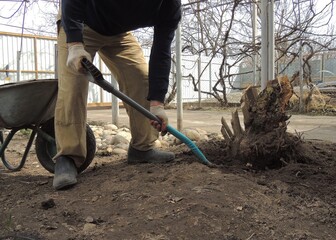 gardener uproots old rotten stump from the ground in the yard of a private house with a shovel, cleaning diseased trees in the garden with digging up roots