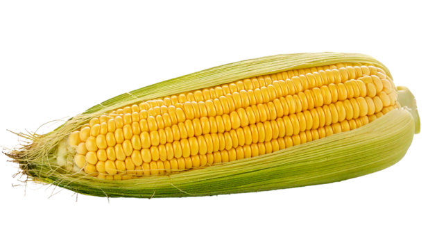 Corn, isolated on transparent PNG format, shown in realistic style with vivid colors, natural texture, clean edges, and fresh appearance, high-resolution digital image designed for professional use, v
