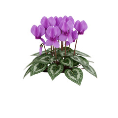 A vibrant cluster of purple cyclamen flowers in a decorative pot, showcasing detailed foliage against a clean black background.