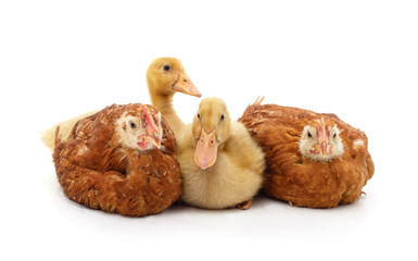 Ducklings and chickens together.