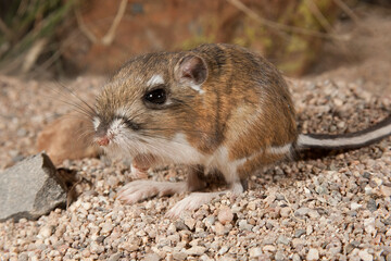 Ord's Kangaroo Rat