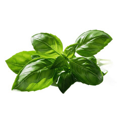 Fresh basil leaves, vibrant green and glistening under natural light, are presented against a stark black background.