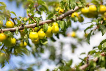 Branch with yellow small plums and leaves in the garden. Background with sweet fruits in the park. Homemade organic fruit before harvest in the farm