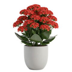 Vibrant red flowers in a light gray pot create a cheerful, decorative display.