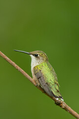Ruby-throated Hummingbird taken in southern MN