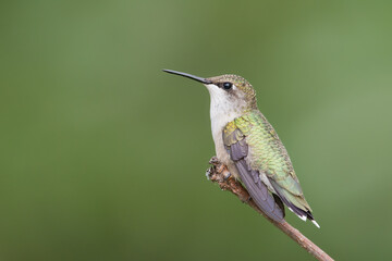 Ruby-throated Hummingbird taken in southern MN