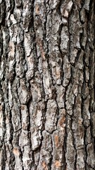 Fototapeta premium Close-up of tree bark texture (1)