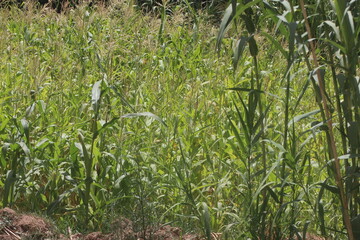 Corn Plants