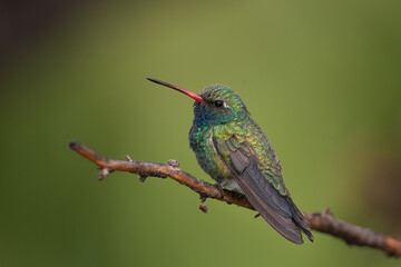 Broad-billed Hummingbird perched taken in SE Arizona