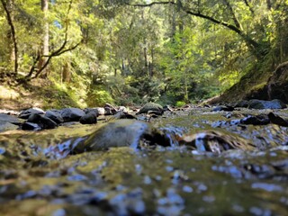 river in the forest