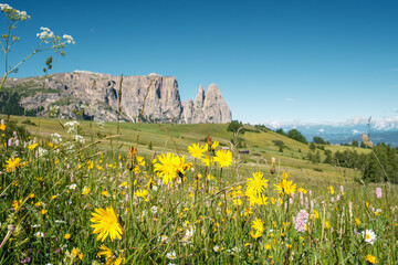 View of different sharp blooming wildflowers in the foreground and the Schlern Mountain in the...