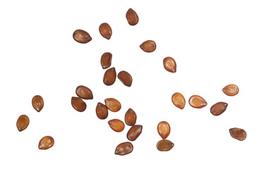 Mimosa brown ripe seeds, Acacia dealbata, isolated on white, top view	