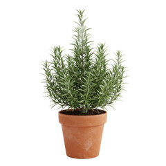 Fototapeta premium A vibrant rosemary plant in a terracotta pot stands out against a plain background.