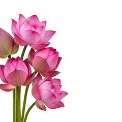 Fototapeta premium Some pink lotus flowers in the left corner