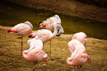 group of flamingos