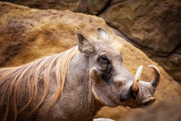 Fototapeta premium white rhino close up