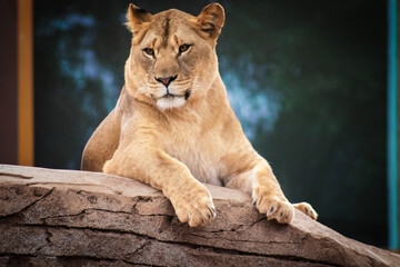 portrait of a lion