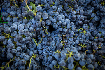 Fresh Dark Purple Grapes Closeup – Harvest, Vineyard and Wine Concept