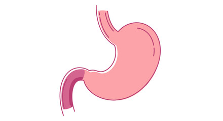 Fototapeta premium Human Stomach Anatomy Illustration with Esophagus and Duodenum.