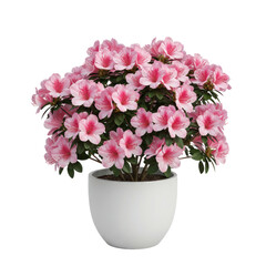 A vibrant pink azalea plant in a simple white pot against a striking black background.