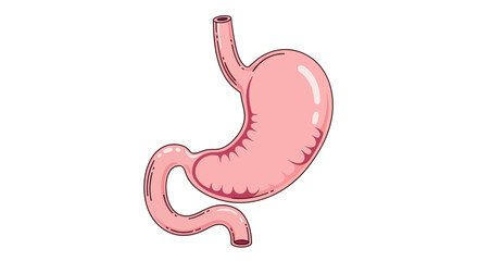 Anatomical Illustration of a Human Stomach Organ.