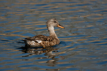 Gadwall female taken in SE Arizona