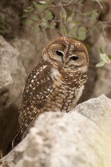 Spotted Owl taken in souther AZ