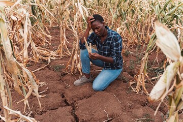 Farmer examining withered corn crop in drought-stricken field